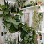 10 tall plants that can be grown indoors