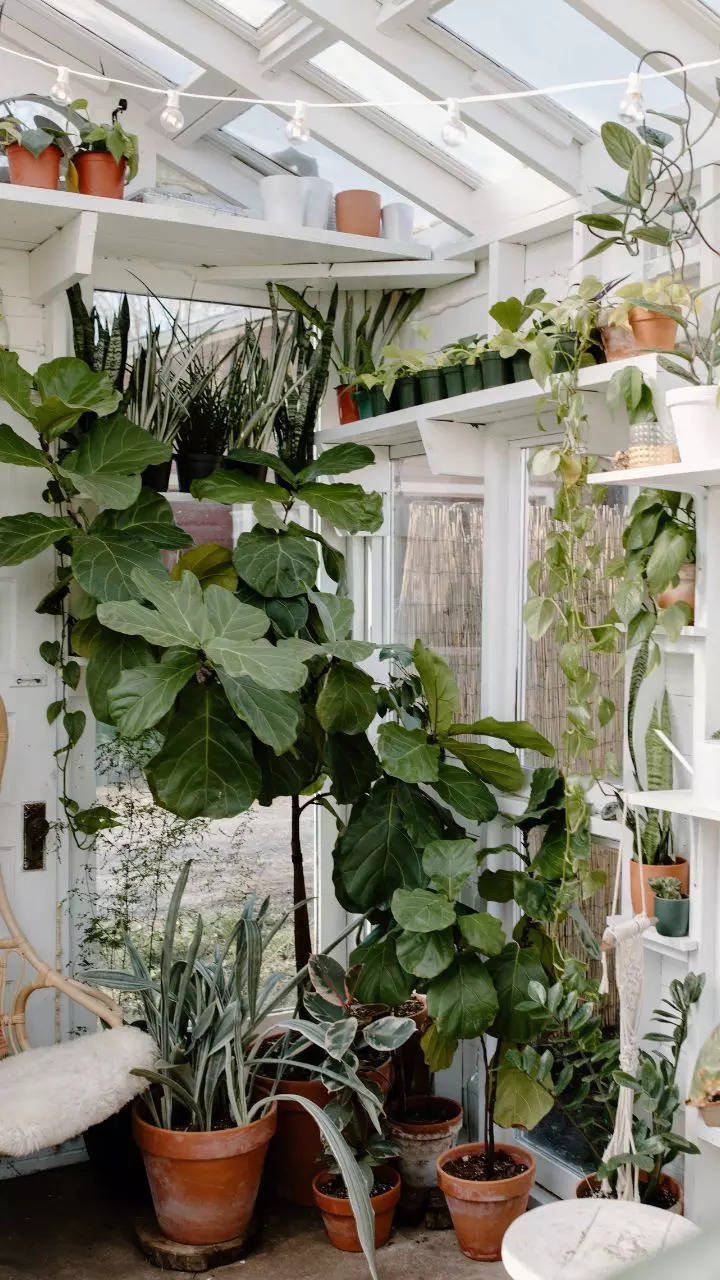 10 tall plants that can be grown indoors