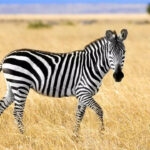 Zebras are black with white stripes or white with black stripes?