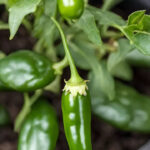 How to grow spicy Jalapenos at home in the balcony garden