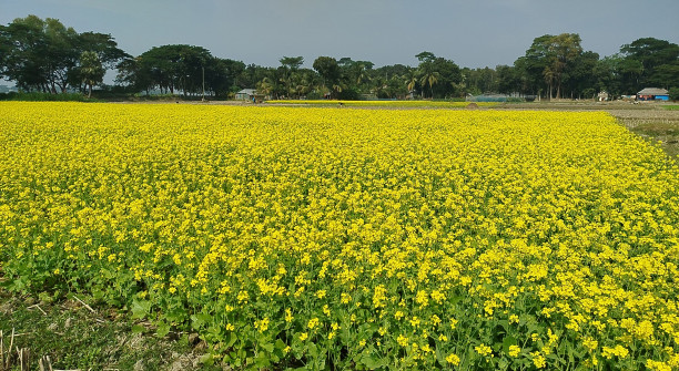 Mustard cultivation expanding in Narail