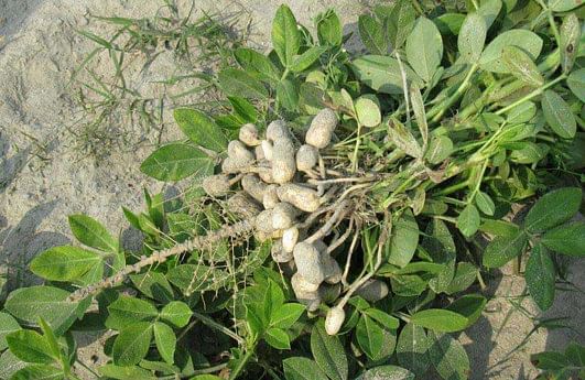 Low price frustrates peanut growers in Tangail