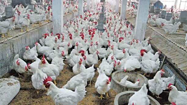 The growth and challenges of Bangladesh's poultry industry