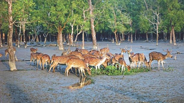 Sundarbans Day: Deer poaching surges in the Sundarbans