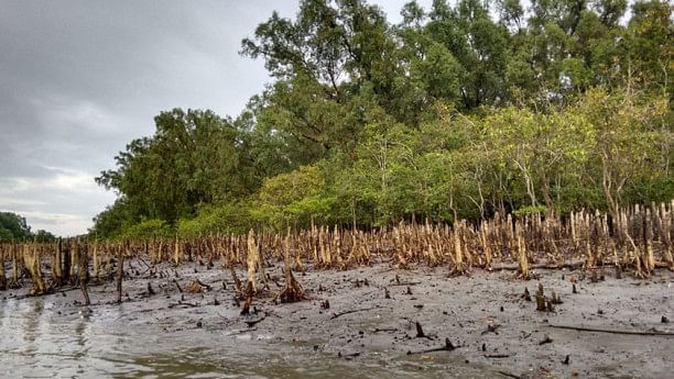 Speakers raise concerns on Sundarbans Day