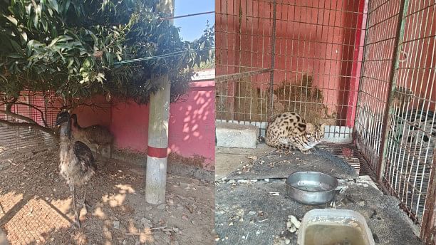 44 wild animals rescued in Gazipur