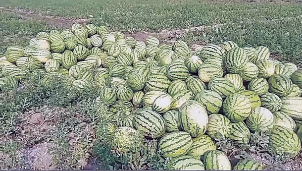 Watermelon boom in Patuakhali