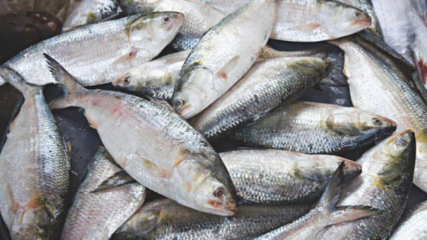 How male Hilsa become female? New study published