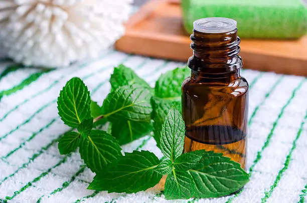 How to regrow hair in bald patches with Peppermint Oil